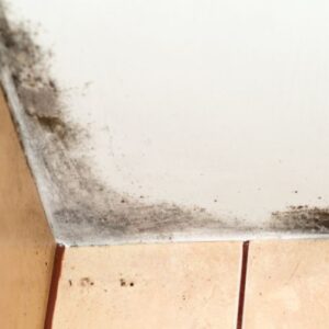mould in rented home